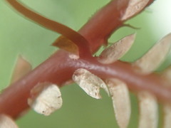 Selaginella sechellarum