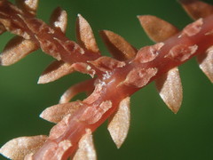 Selaginella sechellarum