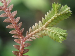 Selaginella sechellarum