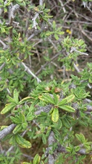 Olearia bullata