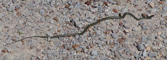 Thamnophis proximus proximus