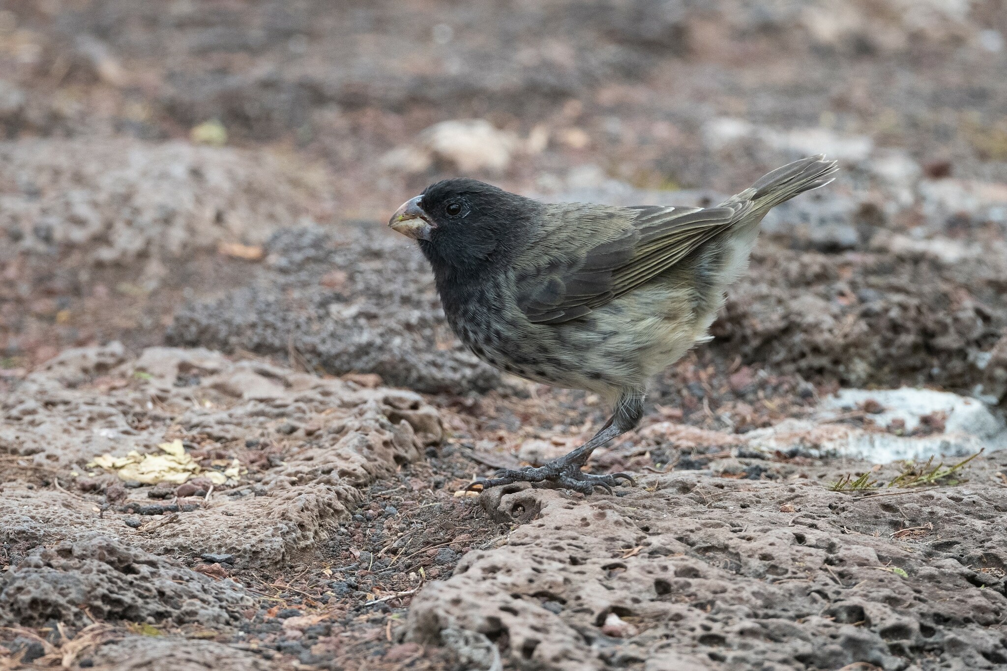 Vegetarian Finch (Platyspiza crassirostris), photo 5
