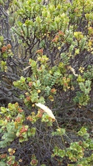 Pimelea traversii