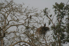 Haliaeetus leucoryphus