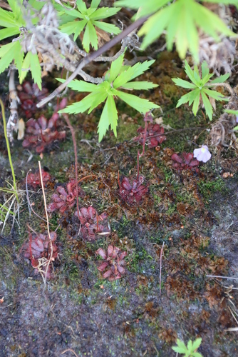 Drosera aliciae
