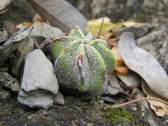 Astrophytum ornatum
