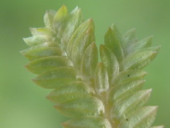 Selaginella sechellarum