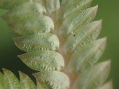 Selaginella sechellarum