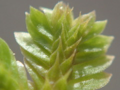 Selaginella sechellarum