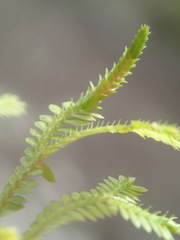 Selaginella sechellarum
