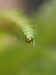 Selaginella sechellarum