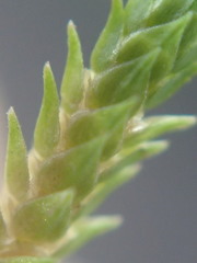 Selaginella sechellarum