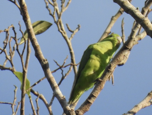 Mexican Parrotlet (Forpus cyanopygius), photo 10