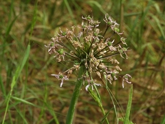 Allium tel-avivense