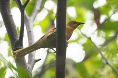 Puerto Rican Oriole photo 5