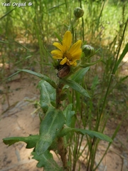 Heteranthemis viscidehirta
