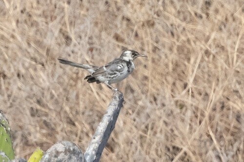Floreana Mockingbird (Mimus trifasciatus), photo 2