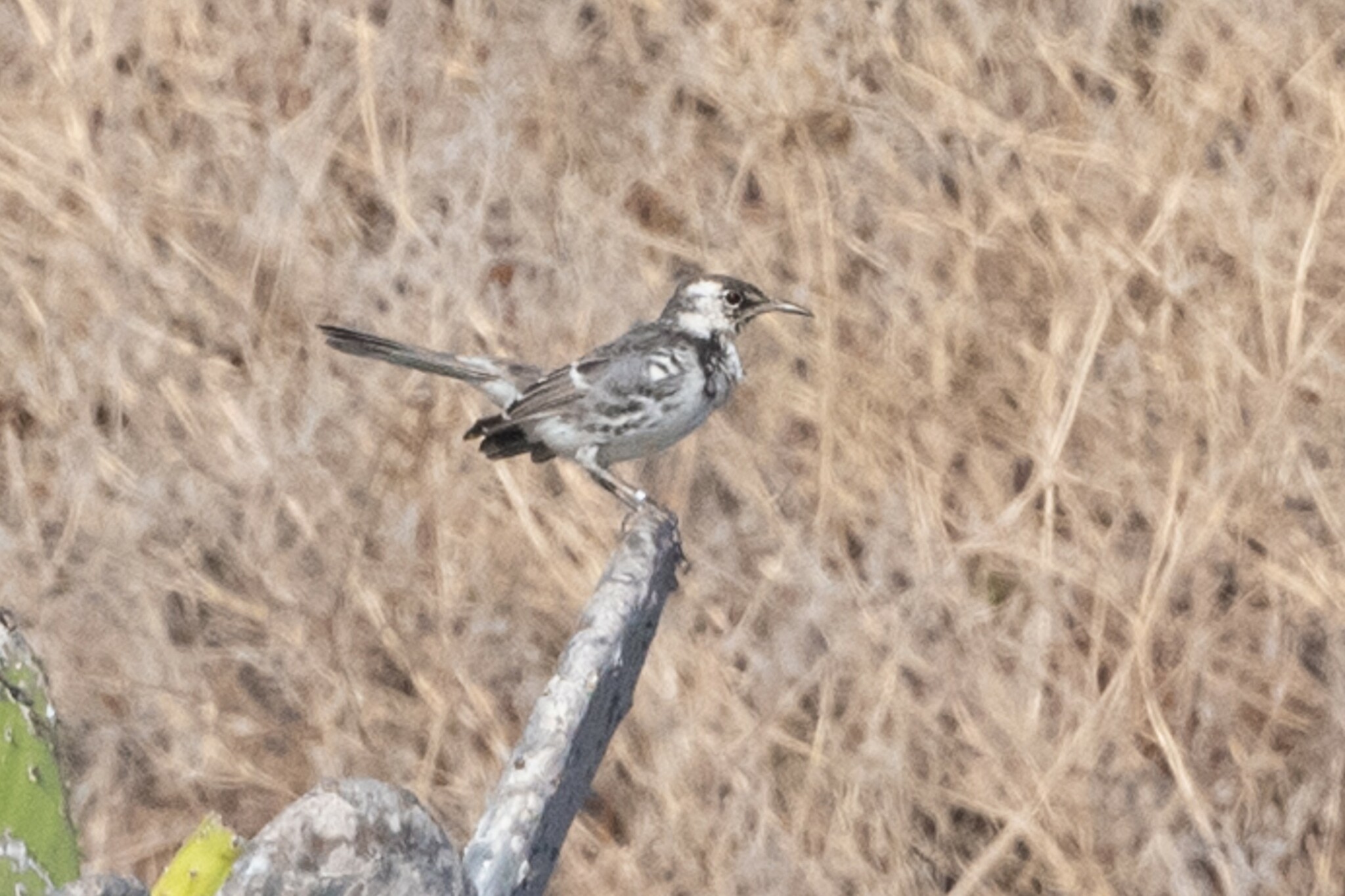 Floreana Mockingbird (Mimus trifasciatus), photo 2