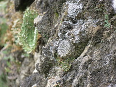 Strombocactus disciformis esperanzae