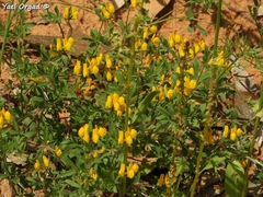 Lotus peregrinus