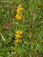 Lupinus luteus