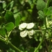 Hairy Medick - Photo (c) Yael Orgad, some rights reserved (CC BY-NC), uploaded by Yael Orgad