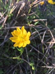 Ranunculus macranthus