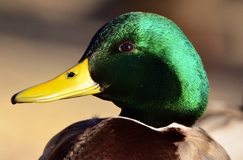 Mallard photographed in Colorado