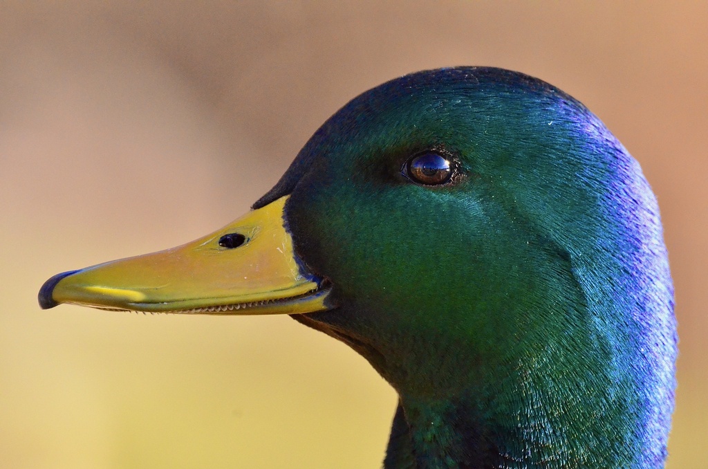 Mallards, Pintails, and Allies