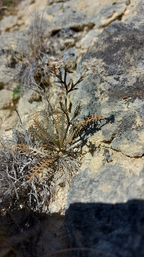 Kawarau Cress (Lepidium sisymbrioides)