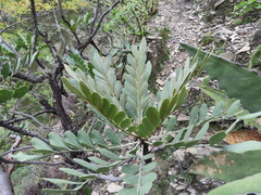 Pseudosmodingium virletii