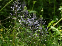 Scilla hyacinthoides