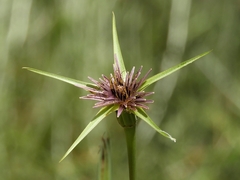 Tragopogon coelesyriacus