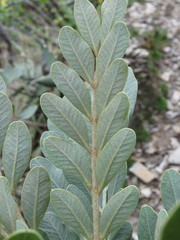 Pseudosmodingium virletii