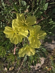 Oenothera triloba