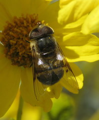 Copestylum apiciferum