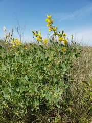 Baptisia sphaerocarpa