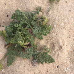 Daucus pumilus