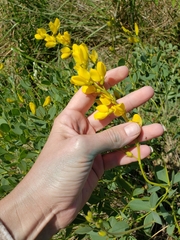 Baptisia sphaerocarpa