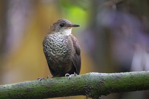 Southern Nightingale-Wren (Microcerculus marginatus), photo 9