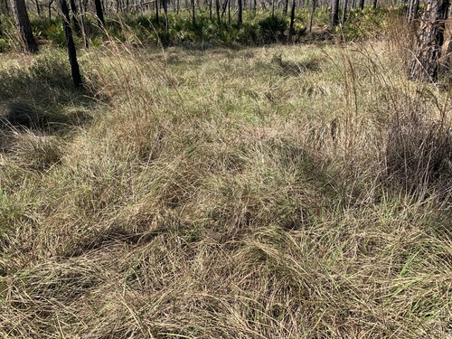 Florida sandreed (Calamovilfa curtissii)