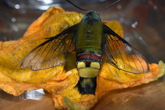 Cephonodes hylas virescens