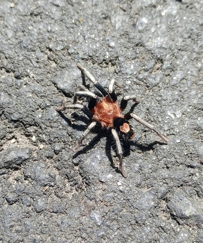 Cyriocosmus venezuelensis