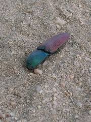 Chalcolepidius rubripennis