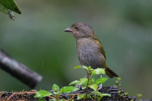 Dusky Chlorospingus (Chlorospingus semifuscus), photo 8