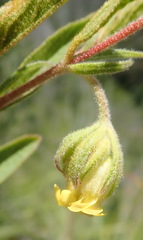 Hermannia involucrata
