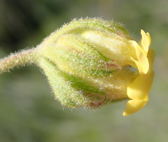 Hermannia involucrata