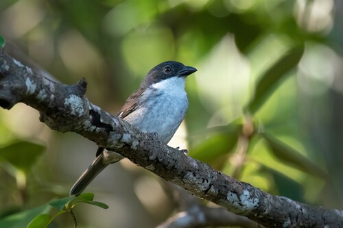 Puerto Rican Tanager (Nesospingus speculiferus), photo 8
