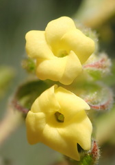 Hermannia involucrata