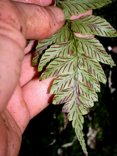 Diplazium molokaiense observed 2006-04-14